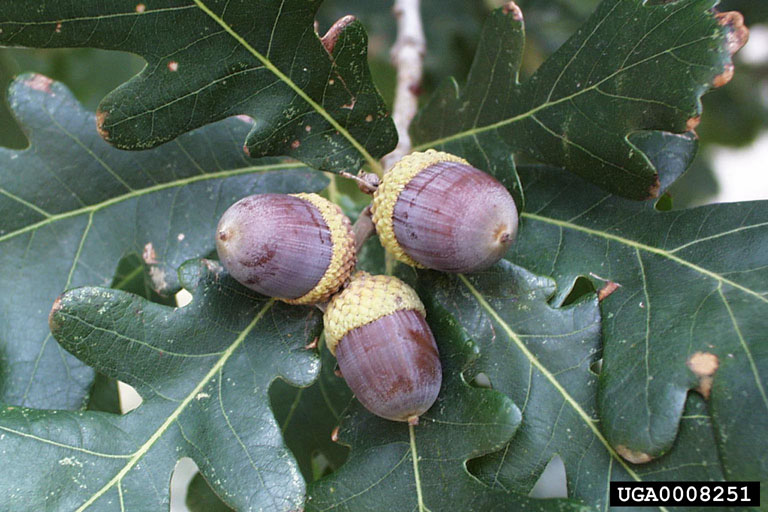 White oak acorns. 